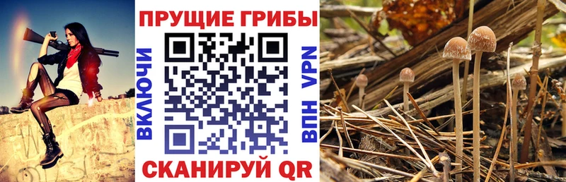 даркнет сайт  Балабаново  Галлюциногенные грибы Cubensis 